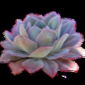 Meet your Posher, Lucy